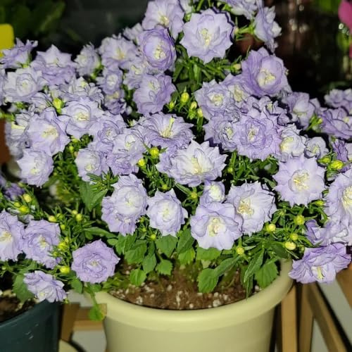 semi di campanula - appartamento selvatici resistenti copertura del terreno vecchie varietà 70pcs