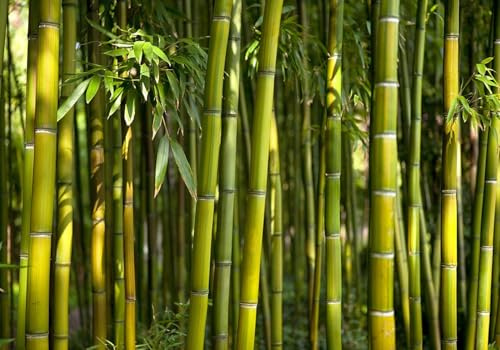 Fotomurales Decorativos Pared Bambú Verde 250x175 cm Papel Pintado Tejido No Tejido Bosque Fotomural 3D Mural Paredes Papel Tapiz Decoración Salón o Dormitorio a-9163