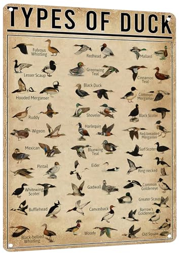 HiHELLOH Poster en métal de races de canard – Panneau éducatif et décoratif en métal – Écoles, pavillons de chasse, grottes d'hommes et décoration d'intérieur, 30,5 x 40,6 cm