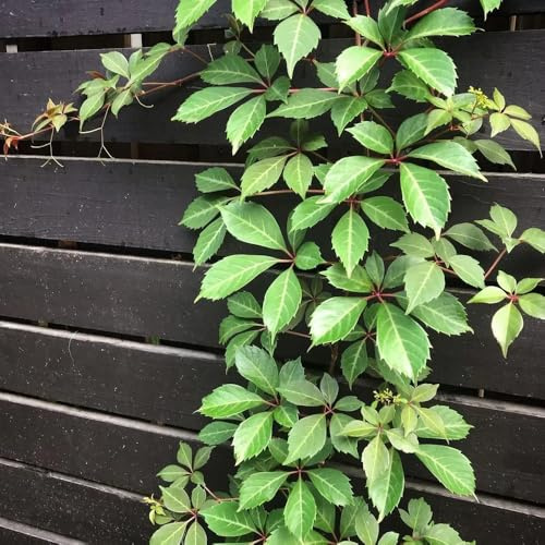acquistare semi di vite selvatica, esterno resistenti Semi di vite americana - esotiche per il giardino rampicanti a crescita rapida vecchie varietà decorazione 100pcs