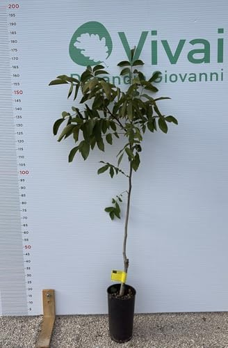 Planta Nuez Injertado  Hierrota  En Jarrón H.150/170 CM (Foto Real)