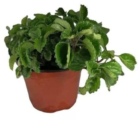 Planta del Dinero Natural Planta Ornamental Ideal para Decorar el Exterior de la Casa