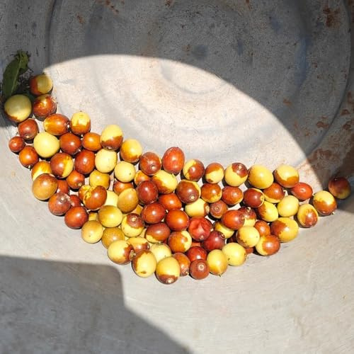 Semi di giuggiola,Coltivazione di semi,da frutto colonnari Giardino decorativo,facile da piantare Semi di 30pcs