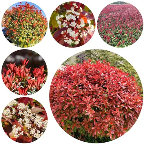 Semi di Photinia red robin - resistenti per balconi rialzati rari, giardino, biologici, 500pcs