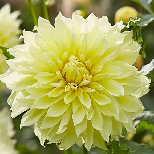 Dahlia Decorative – Dark, Exotic and Exciting – Perennial – Low Maintenance – Summer Flowering Bulb – for Your Beautiful Garden (1 x Dahlia Decorative Yellow)