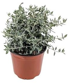 Olivilla Natural Arbusto de Exterior para Jardines con Cuidado Mínimo
