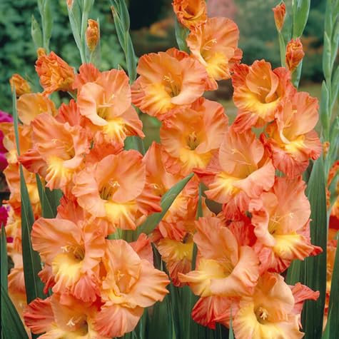 80 graines de fleurs de glaïeul
