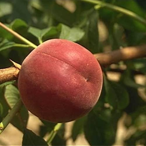 Vivai le Georgiche - Pianta vera di Pesco nano Crimson Bonfire Prunus persica 'Crimson Bonfire' - vaso Ø 35 cm