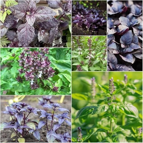 basilikum kräutersamen schattenpflanzen winterhart, balkon garten gräser Ocimum basilicum, sträucher Gemüsegarten sommerblumen gemüsesamenbio blumensamen 200samen