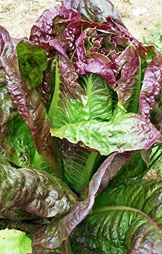 Lettuce, Red Leaf Romaine Lettuce Seeds, Non-GMO, 50+ Seeds per Package, Healthy Hearty, A Great addtion to Any Salad.