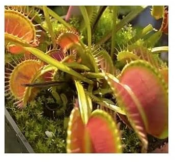 Stk - 5x Dionaea muscipula Eyelash Fliegenfalle Pflanzen - Samen B1233 - Seeds & Plants Shop by Ipsa