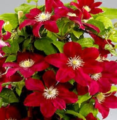 85 Stück rote Clematis-Blumensamen