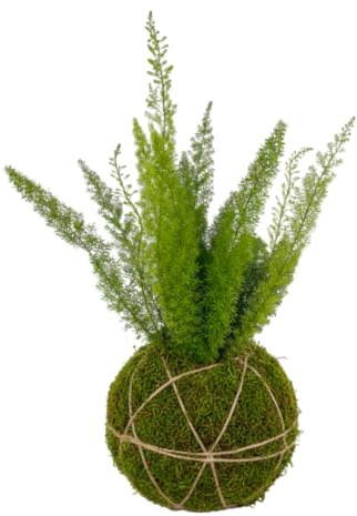 Kokedama Helecho Cola de Zorro Asparagus Densiflorus Planta Natural Viva DECOALIVE