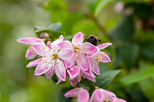 Deutzia hybrida 'Strawberry Fields' 80–100 cm – Winterhart, Mehrjährig, Pflegeleicht – Maiblumenstrauch – Heckenpflanze für Garten & Rabatte