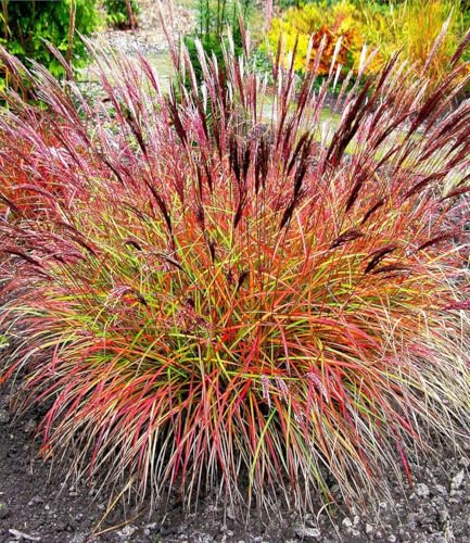 Miscanthus sinensis Red Chief Echtes Chinaschilf im Topf (Ziergras Gräser Stauden winterhart) (5)