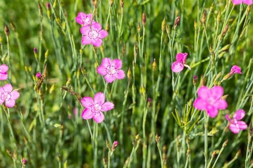 Dianthus deltoides 'Roseus' 9x9 cm Topf – Winterhart, Mehrjährig, Pflegeleicht – Heide-Nelke – Bodendecker für Steingarten & Beet