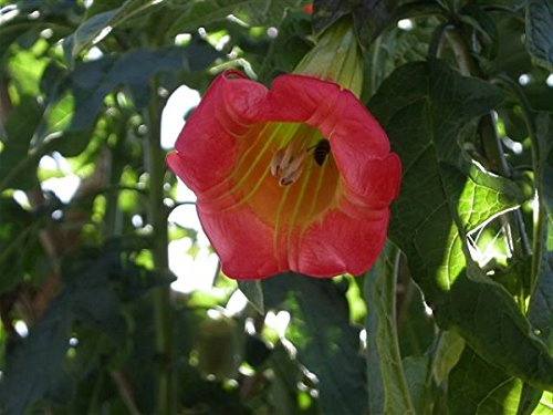 5 Semi di Red Tree Brugmansia W102 (Brugmansia sanguinea)