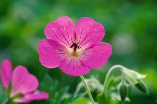 Geranium wallichianum 'Pink Penny' 11x11 cm Topf – Winterhart, Mehrjährig, Pflegeleicht – Storchschnabel – Staude für Beet & Rabatte