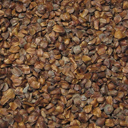 vegherb 500 Monterey Cypress Bonsai Seed Confezione Cupressus macrocarpa