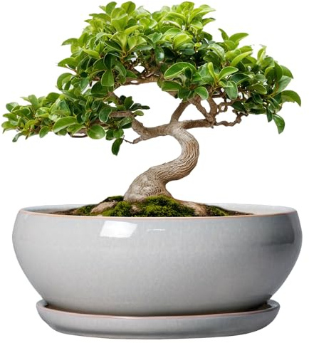 SQOWL Bonsai-Baumtöpfe – 20,3 cm Keramik-Blumentöpfe für Sukkulenten, Flacher Übertopf mit Ablaufloch und Untersetzer, runder Übertopf für drinnen und draußen, Schalen-Pflanzgefäße, Heimdekoration