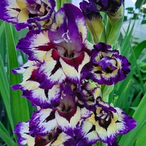 Riesen Gladiolen zweifarbig 'Circus Color'