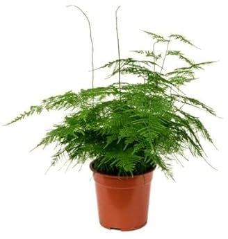 DECOALIVE Helecho Plumoso Espuma de Mar Planta Natural de Interior Asparagus