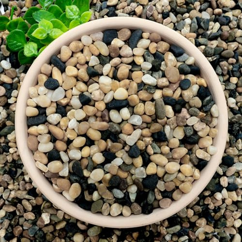 NUPICK 3 lb Aquarium Gravel, 1/4 Ph-Natural Pea Gravel for Fish Tank,Small River Rocks for Plants, Decorative Aquarium Pebbles for Vase Fillers, Landscaping, Succulent, Cactus, Terrarium, Bird Bath