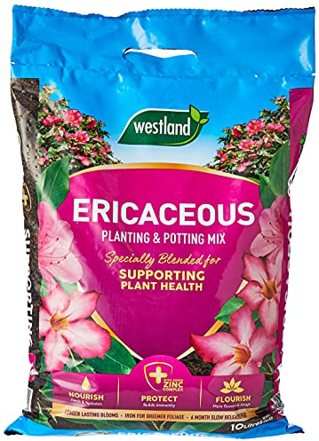 Westland 11400006 Ericaceous Compost, Pink