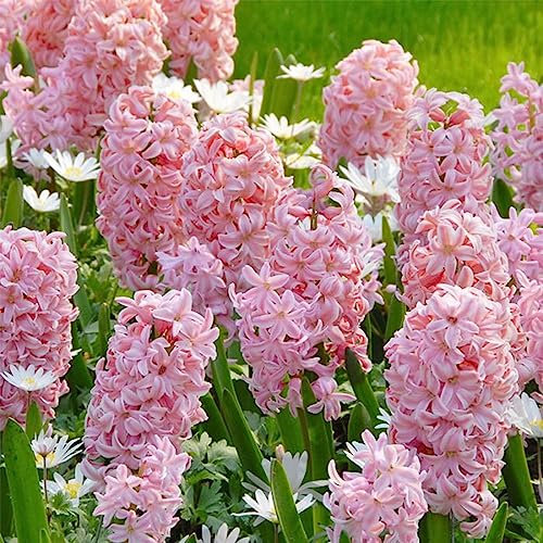 2 x Hyacinth Fondant – Delightful Fragrant Perennial – Brings a Cheerful Sight to Dull Winter Days – Sweet Candy Pink Blooms – for Your Beautiful Garden