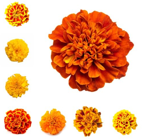 semi di calendula perenni, giardino resistenti, balcone biologici 200pcs