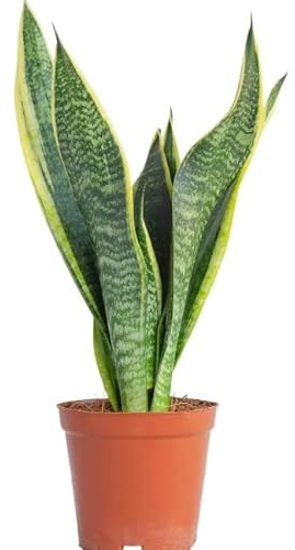 Sansevieria o Lengua de Suegra Planta Natural de Interior Fácil de Mantener