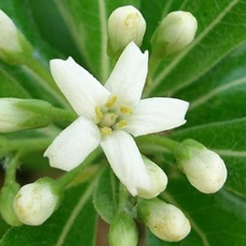 3 x Pittosporum tobira 'Nanum' 25-30 cm en maceta - Arbusto enano con follaje verde brillante y flores fragantes, ideal para embellecer su terraza.