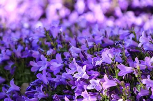 Campanule carpatica, Campanule des Carpates (Bleu)