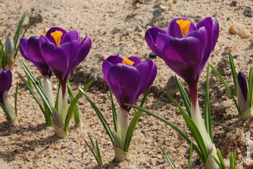Crocus x vernus 'Flower Record' (Multi-bulbe) / Crocus à Grandes Fleurs naturalisable/Conteneur de 1 à 1.9 litres/Vivace bulbeuse