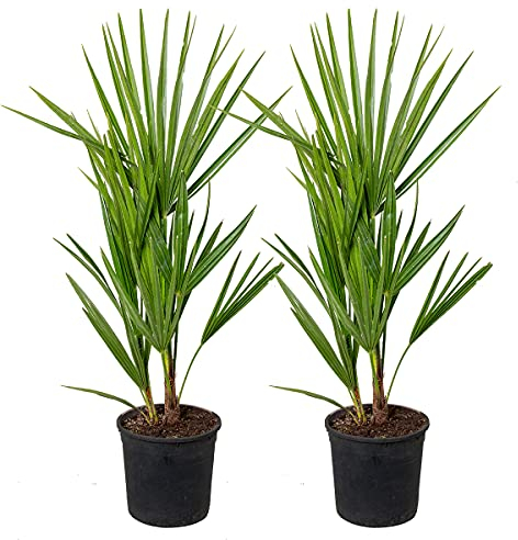 Bloomique - 2er Set - Chamaerops Humilis - Europäische Zwergpalme - Palmen Winterhart Draußen - Höhe 50-60 cm - Topf 15 cm