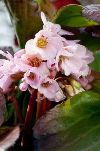 Bergenia cordifolia 'Biedermeier' 11x11 cm Topf – Winterhart, Mehrjährig, Pflegeleicht – Riesensteinbrech – Bodendecker für Beet & Rabatte