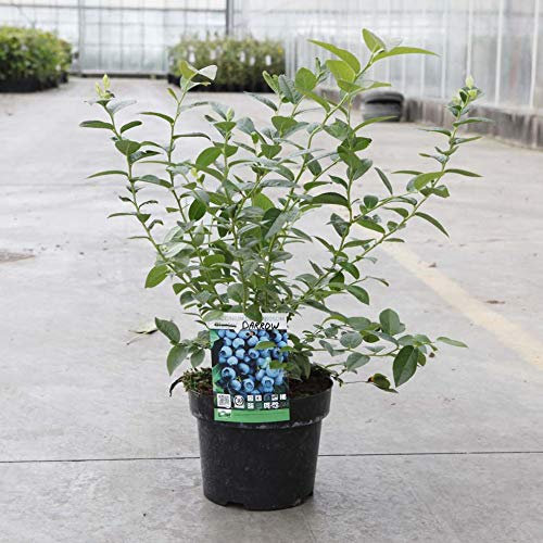 Blueberry Plants Ready to Plant Out UK Fruit Blueberries Vaccinium Darrow Garden Plant Hardy Shrub Flowering Garden Plants Easy to Grow Your Own Fruits 2X 9cm Potted Plants by Thompson and Morgan