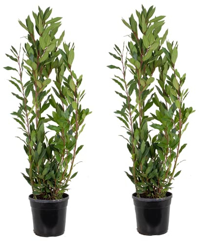Bloomique - 2er Set - Laurus Nobilis - Lorbeer Pflanze - Gartenpflanzen Winterhart - Gartenkräuter Pflanzen - Höhe 80-100 cm - Topf 21 cm
