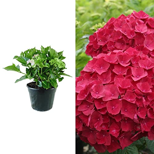 Carbeth Plants Hydrangea Macrophylla 'Alpengluhen' in a 9cm Pot