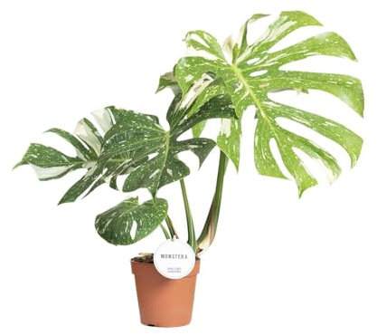 Monstera Thai Constellation - 40-50cm - Ø15cm - Plante d'intérieur - Vert persistant