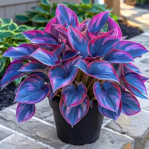 Un salvatore per gli angoli del giardino! Eccellente Hosta resistente alla siccità/Crescita rapida/Ottimo effetto ombra, Facile da curare-4 Bulbi-G
