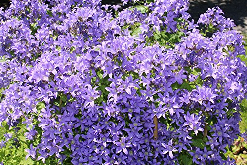 Campanula Lactiflora Blue 50 Seeds - Long Bloomer,bee Friendly,Tall Perennial