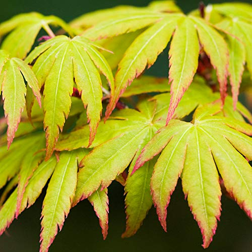 Acer palmatum 'Sango-Kaku' | Japanischer Ahorn-Laubbaum-Gartenpflanzenbaum im Topf