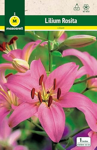 Mascarell Semillas, LILIUMS ROSITA, Semillas Bulbosas, Bulbos de Flores Primavera Fácil de Cultivar, Bolsa 1 Bulbo
