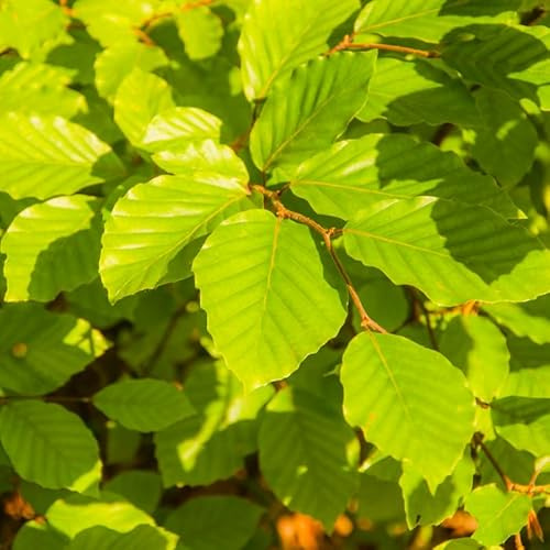 Hêtre Commun - Fagus Sylvatica 60cm en Pot - Plante En Pot - Floraison Avril à Mai - Couleur de la Fleur - Hauteur 30-40 m