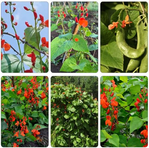 Semillas de frijol escarlata, frijol corredor de jardín interior variedades antiguas jardín rocas interior balcón 100pcs