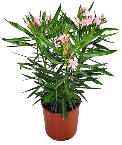 Adelfa Rosa - Planta Natural - Nerium Oleander - Exterior