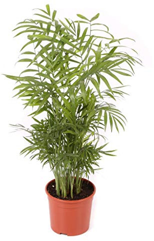Chamaedorea maceta 14cm. - Altura total aprox. 60cm. - Planta viva - (Envíos sólo a península)