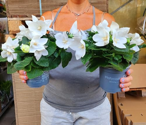POWERS TO FLOWERS - PLATYCODON BIANCO, CAMPANULA, 3 PIANTE, VASO 12CM