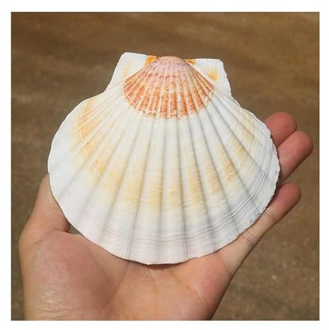 SFQEVHRZ Coquillages naturels， Coquilles Saint-Jacques Bicolores de Grande Taille de 10 à 11 cm de Coquillages de Plage for l'artisanat for Les décorations de la Maison des Aquariums